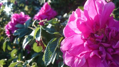 Close-up of pink flowers