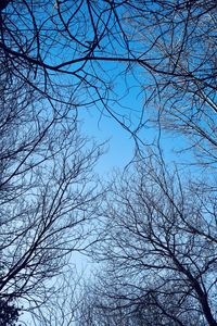 Low angle view of bare tree against sky