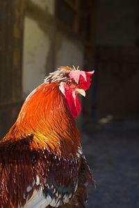Close-up of rooster