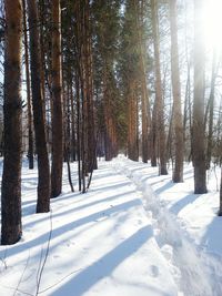 Snow covered trees in forest