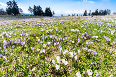 Purple flowering plants on field against sky