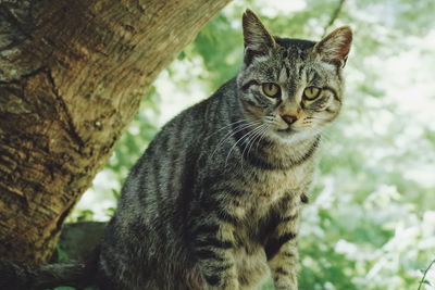 Portrait of a cat