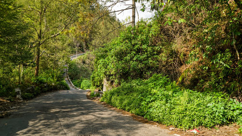 Footpath amidst trees and plants in forest