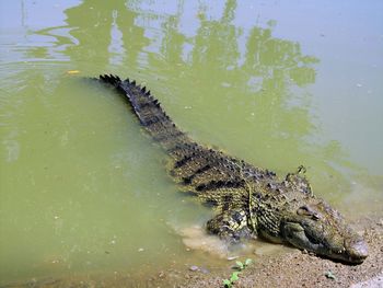 Lizard on rock by river