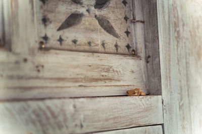 Close-up of an animal on wooden door