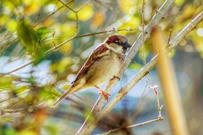 Close-up of sparrow perching on tree