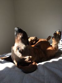 Dog lying on bed at home