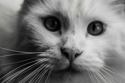 Close-up portrait of cat