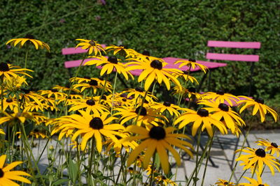 Close-up of yellow flowering plant
