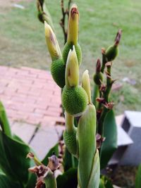 Close-up of fresh green plant