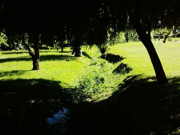 Scenic view of trees on landscape