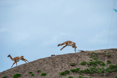 Low angle view of giraffe standing against sky