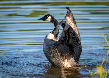 A canada goose flapping its wings in a lake.