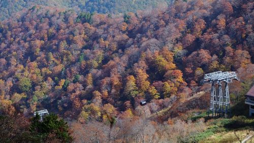 High angle view of trees in forest during autumn