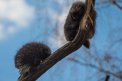 Low angle view of porcupines on branch