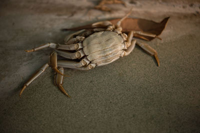 High angle view of insect on sand