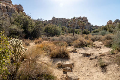 Plants and rocks on land against sky