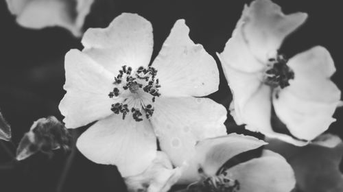 Close-up of flowers