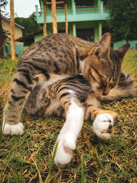 Close-up of a cat resting on field