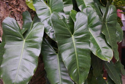 Close-up of fresh green leaves