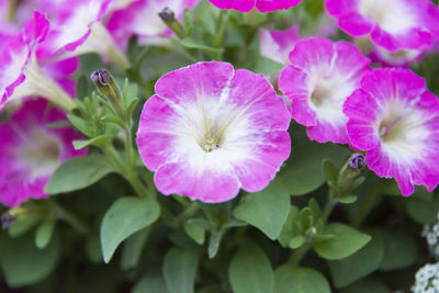 Close-up of pink flowers blooming outdoors