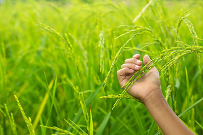 Close-up of hand touching rice on field