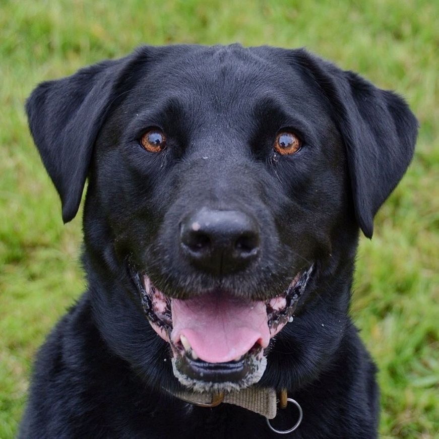 dog, pets, animal themes, one animal, domestic animals, mammal, black color, looking at camera, portrait, focus on foreground, grass, close-up, animal head, sticking out tongue, pet collar, field, puppy, grassy, black, animal tongue