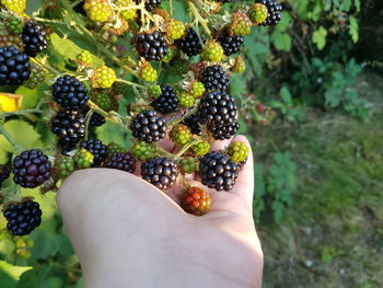 Midsection of person holding fruits