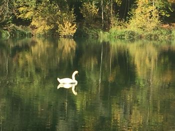 Swan swimming in lake