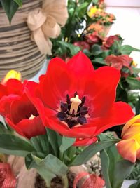 Close-up of red flowers blooming outdoors