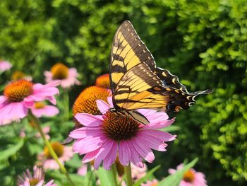 A giant swallowtail on an eastern purple coneflower