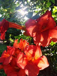 Close-up of red hibiscus blooming on tree