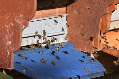 Close-up of beehive