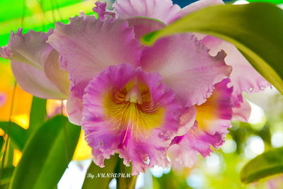 Close-up of flowers blooming outdoors