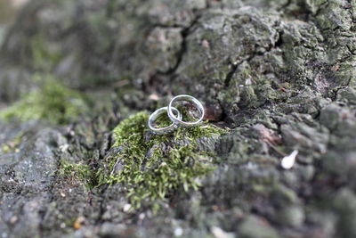Close-up of plant growing on rock