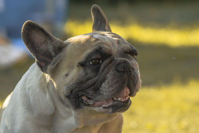 Close-up of a dog looking away