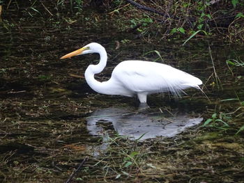 Side view of a bird in water