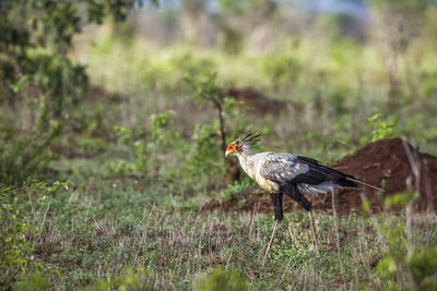 Bird perching on a field