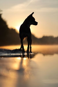 Cropped image of silhouette woman standing by lake during sunset