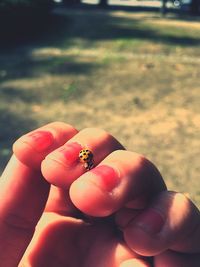 Close-up of hand holding ladybug