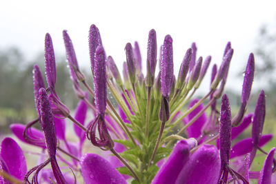 Close-up of pink flowers blooming outdoors