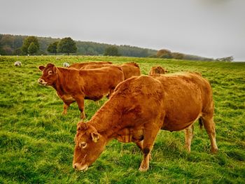 Cow grazing on field against sky