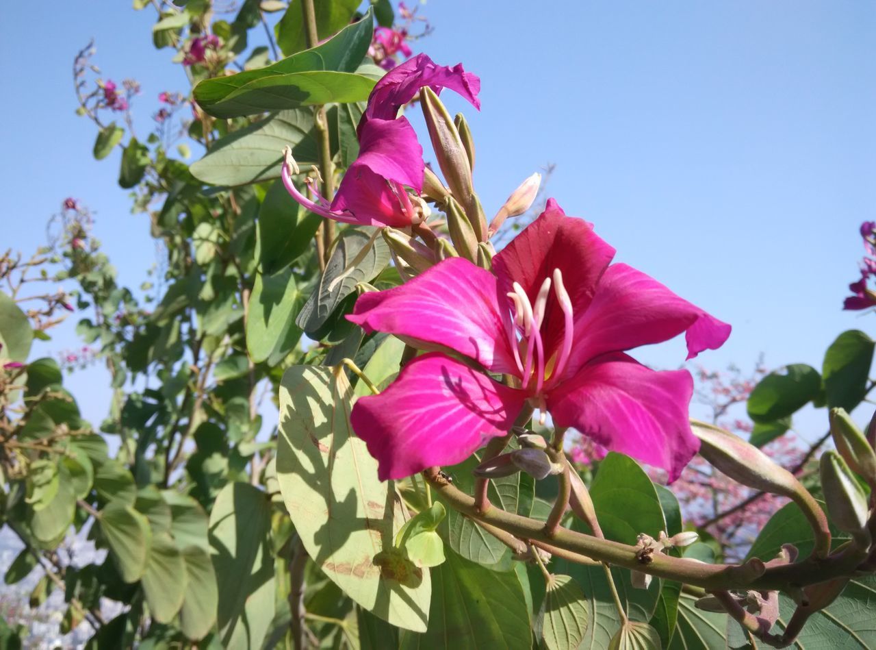 flower, freshness, petal, fragility, growth, flower head, pink color, beauty in nature, blooming, low angle view, nature, clear sky, plant, in bloom, close-up, blossom, leaf, day, stamen, sunlight