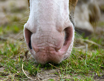 Close-up of a horse on field