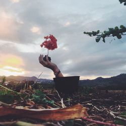 Man holding plant against cloudy sky