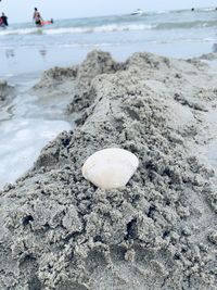 Seashell on sand at beach