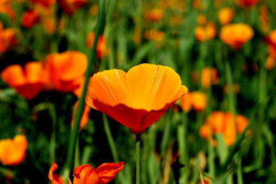 Close-up of red tulips blooming in field