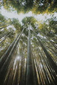 Low angle view of bamboo trees in forest