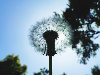 Low angle view of dandelion flower