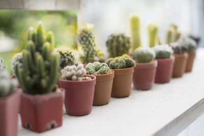 Close-up of potted plants in pot for sale